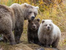 Fat Bear Family