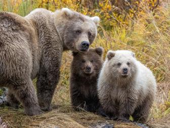 Fat Bear Family
