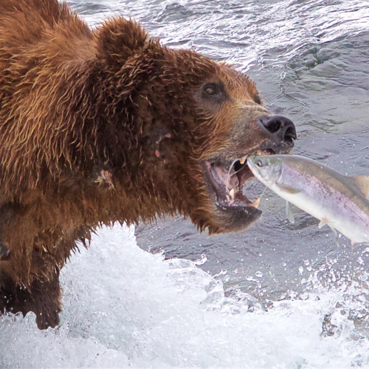 Fat Bear Week is Back | Nature and Wildlife | Discovery