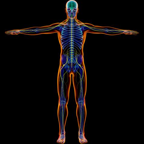 Male diagram x-ray nervous system. Full figure on black background.