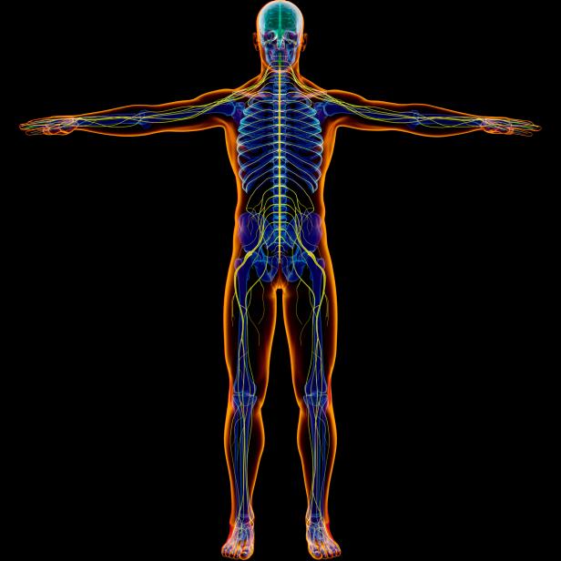 Male diagram x-ray nervous system. Full figure on black background.