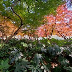 Maple trees with red leaves in the bushes near West Lake, Hangzhou, China.  .