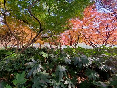 is a japanese maple safe for dogs