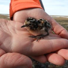 A biologist holds a sandpiper chick. Over 200 species of birds have been spotted at Arctic Refuge.
