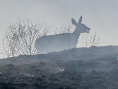 Wildfires have swept across the West Coast of America this year with devastating consequences. Burning millions of acres of land in their wake, the fires have not just wreaked havoc on forests, but could have a long-lasting impact on numerous wildlife species too.