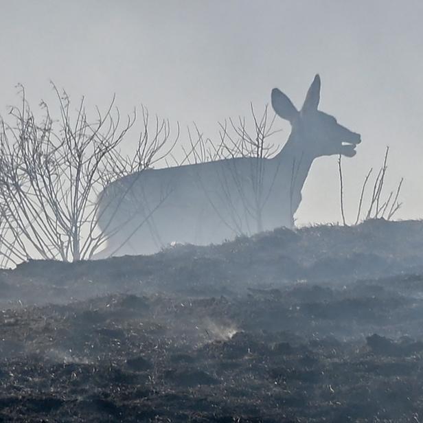 A distressed deer runs on burt ground at the Blue Ridge Fire in Chino, California, October 27, 2020. - Two wind-driven wildfires in southern California continue their race toward populated areas, forcing 100,000 residents to evacuate and choking much of the region with smokey unhealthy air. (Photo by Robyn Beck / AFP) (Photo by ROBYN BECK/AFP via Getty Images)