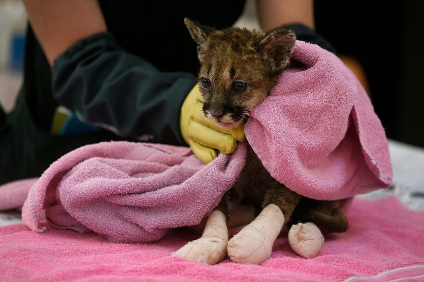 OAKLAND, CA - OCT. 8: Veterinary technician Linden West steadies Captain Cal, a six-week old mountain lion cub, during an examination for severe burn injuries at the Oakland Zoo Veterinary Hospital in Oakland, Calif. on Thursday, Oct. 8, 2020. Captain Cal, named by the Cal Fire firefighters that rescued him, was found injured and alone during the Zogg Fire in Shasta County. (Paul Chinn/The San Francisco Chronicle via Getty Images)