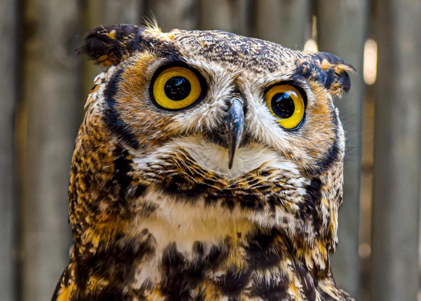 ORANGE, CA - OCTOBER 28: A Great Horned Owl named Winston just before he"u2019s released back into his habitat at the OC Zoo at the Irvine Regional Park in Orange on Wednesday, October 28, 2020 after he was sheltered at the Santa Ana Zoo during the Silverado Fire. (Photo by Leonard Ortiz/MediaNews Group/Orange County Register via Getty Images)