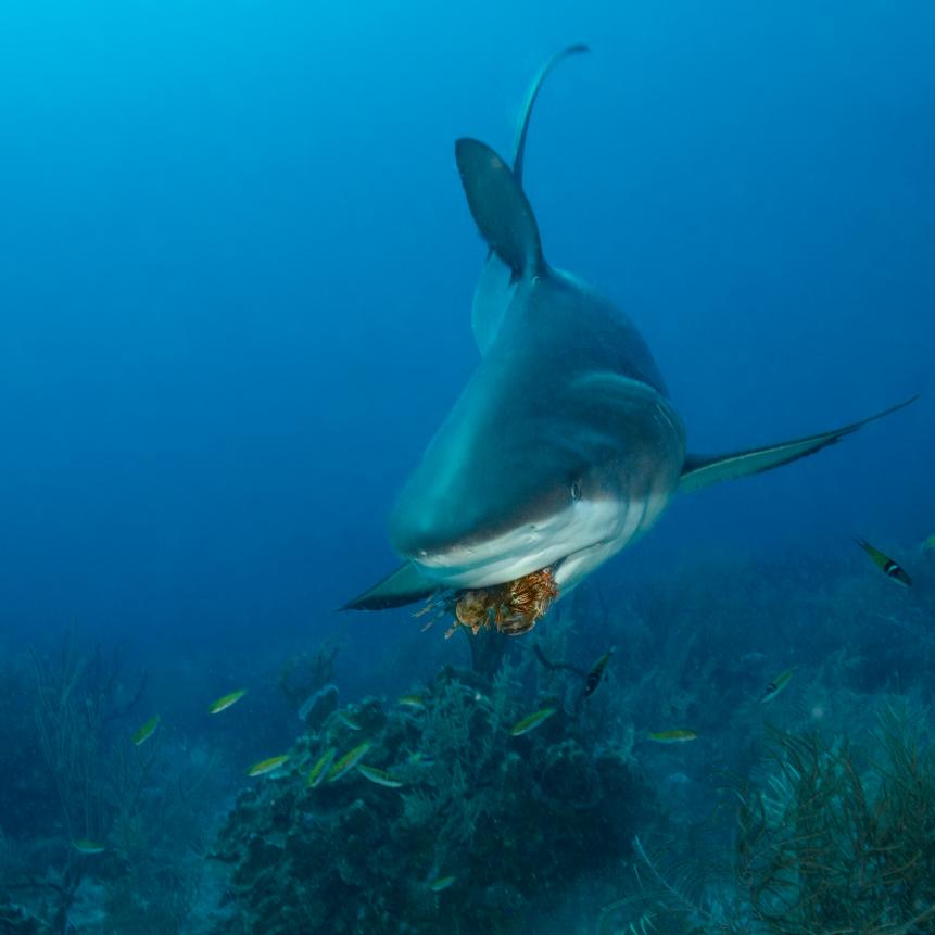 The shark is eating a lionfish, which is considered an invasive species in the Caribbean.  Lionfish are now hunted by concerned divers who are trying to reduce or remove the non-native species from local waters and are sometimes offered to other larger animals, such as sharks and grouper in hopes that the lionfish will be recognized as a known food source, available without the intervention of divers.