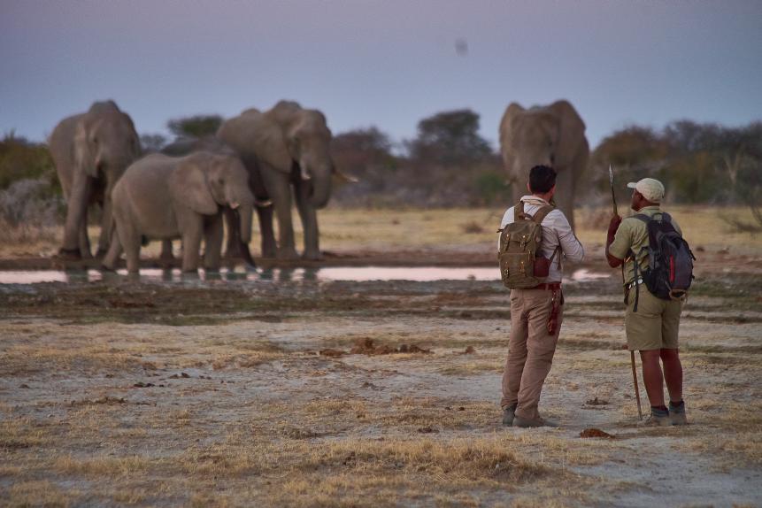 Levison and Kane watch a herd of bull elephants at sunset