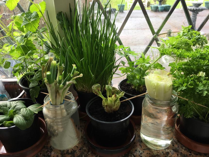 Growing herbs on a windowsill in the kitchen