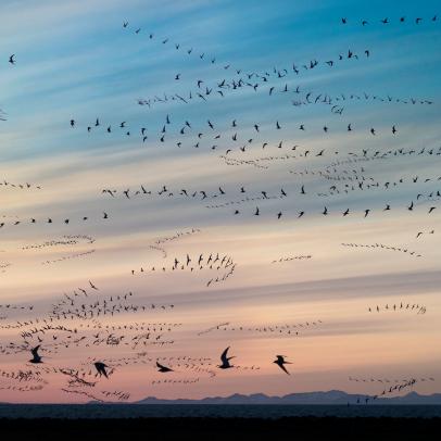 Composite of Arctic Terns flying at sunset, Iceland