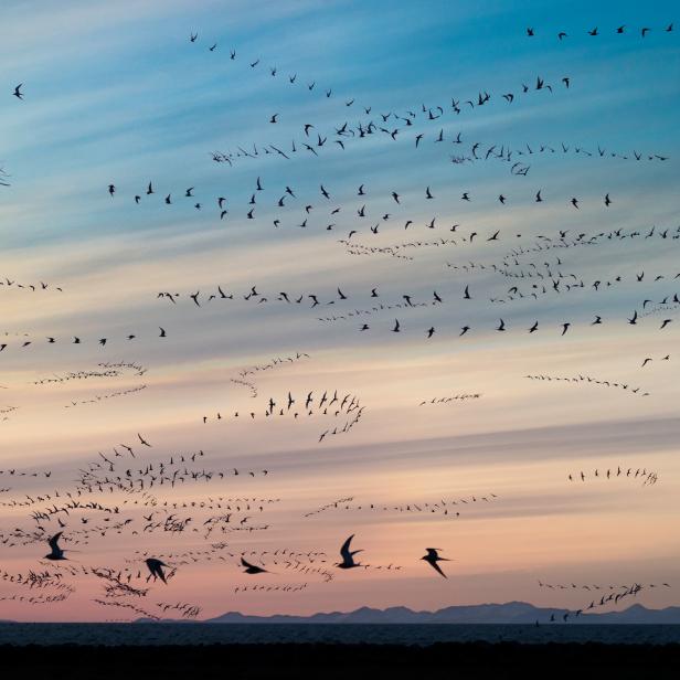 Composite of Arctic Terns flying at sunset, Iceland