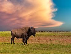 American bison at sunset, Badlands national park, South Dakota, USA (Bison bison).