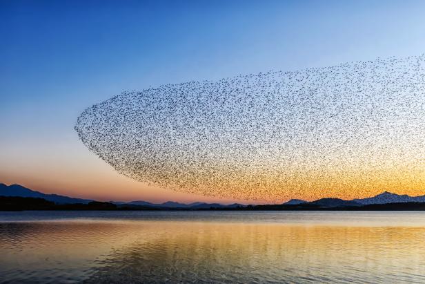 Images of Bird Migration | Nature and Wildlife | Discovery