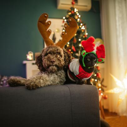 Lagotto Romagnolo puppy and black cat posing with antlers at Christmas time.
