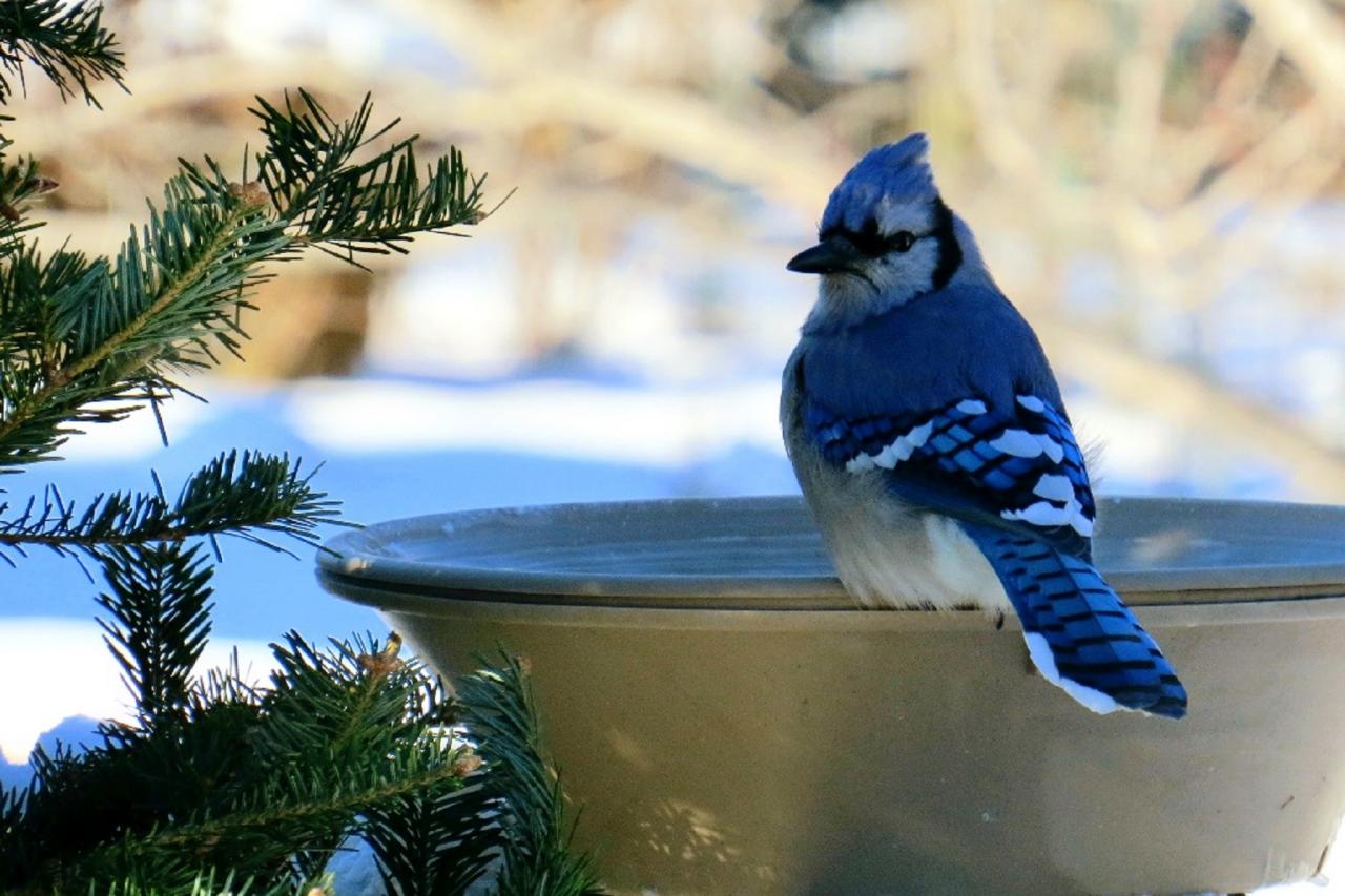 Your Backyard Can Be A Wildlife Oasis - Bird Buddy Blog
