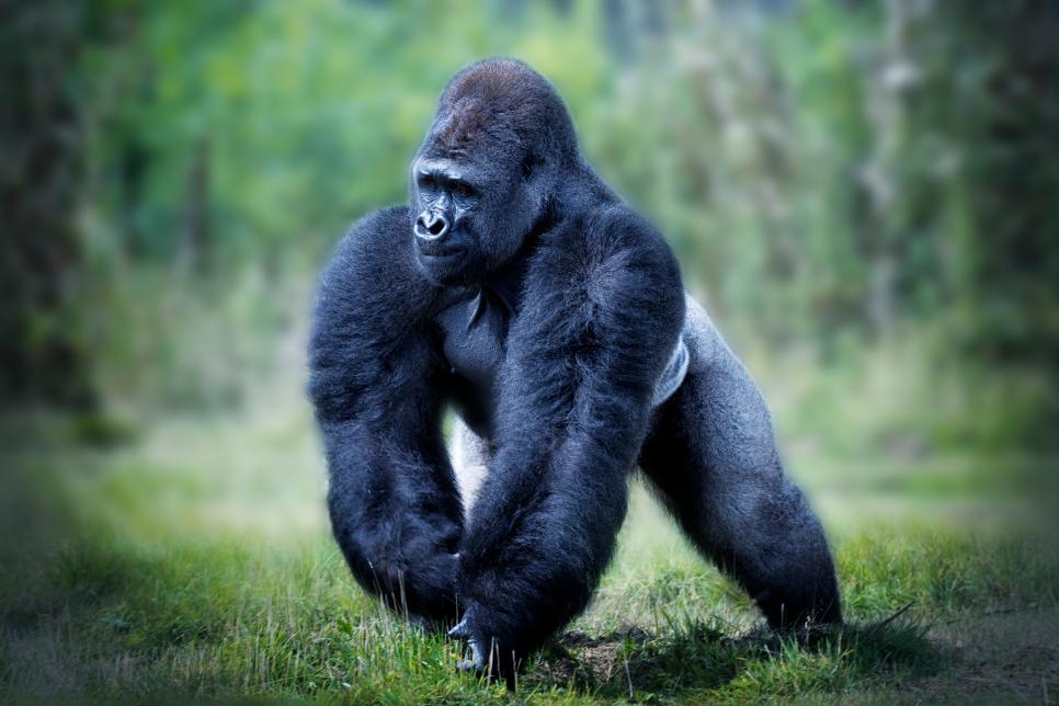 Western Lowland Gorilla