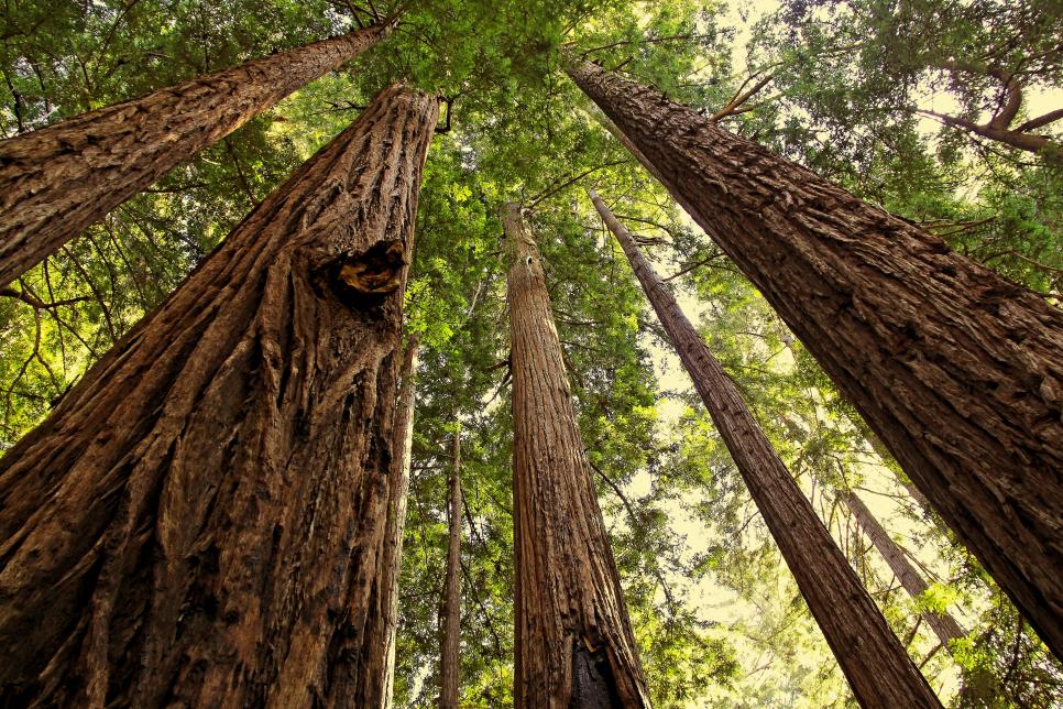 Coastal Redwood (Sequoia sempervirens)