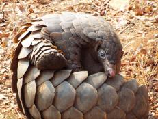 World Pangolin Day is a yearly global celebration of pangolins and the people working to save them from extinction. This shy curious creature is the most trafficked animal in the world.