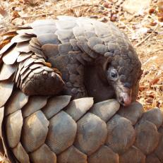 Rolled up pangolin