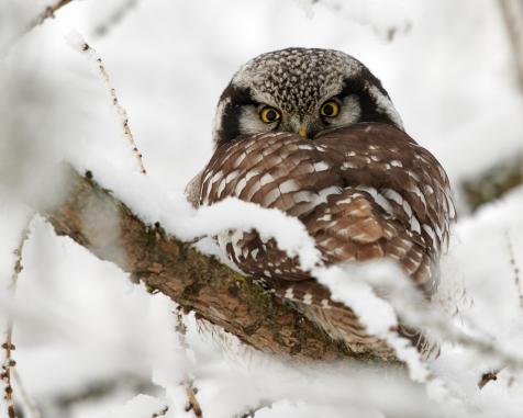 ロイヤルクラウンダービー フクロウ(冬毛)WinterOwl 2025年最新