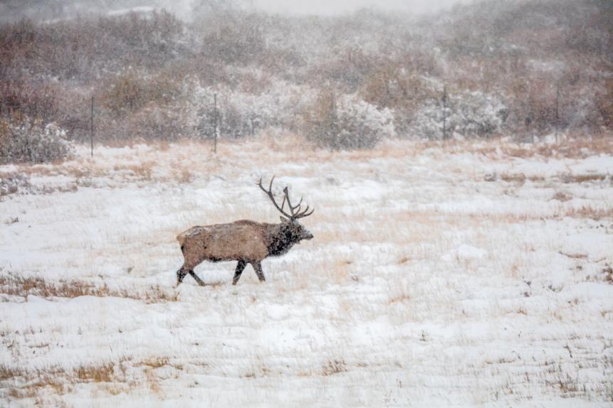 Bull Elk in Rocky Mountain National Park, Colorado, on a Snowy Day