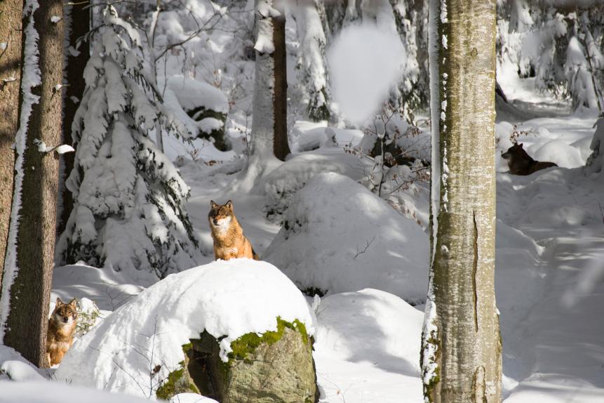 Wolves on Bayerischer Wald national Park in Germany