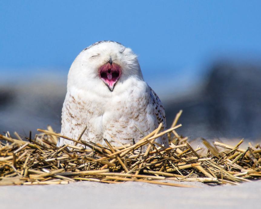 A Snowy Owl yawns showing the inside of his mouth at Jones Beach, Long Island, NY.
