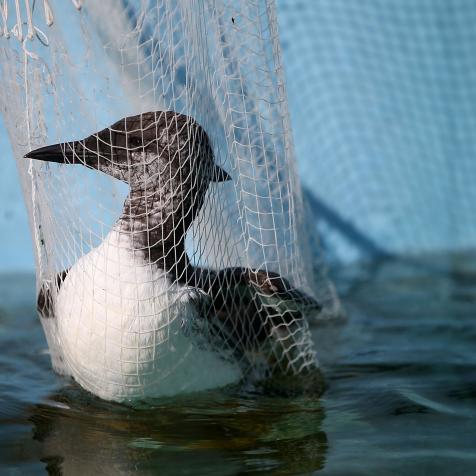 FAIRFIELD, CA - SEPTEMBER 04:  A rescued murre sits in a net before it is given medication at the International Bird Rescue on September 4, 2015 in Fairfield, California. The International Bird Rescue is seeing a surge in malnourished murres that are being found on beaches and brought to the International Bird Rescue for treatment and rehabilitation. It is speculated that  There is no really firm evidence as to why the birds are becoming malnourished but it is speculated that warmer Pacific Ocean waters are driving prey further away from normal feeding ares. There are currently 45 murres at the Bird Rescue in Fairfield.  (Photo by Justin Sullivan/Getty Images)
