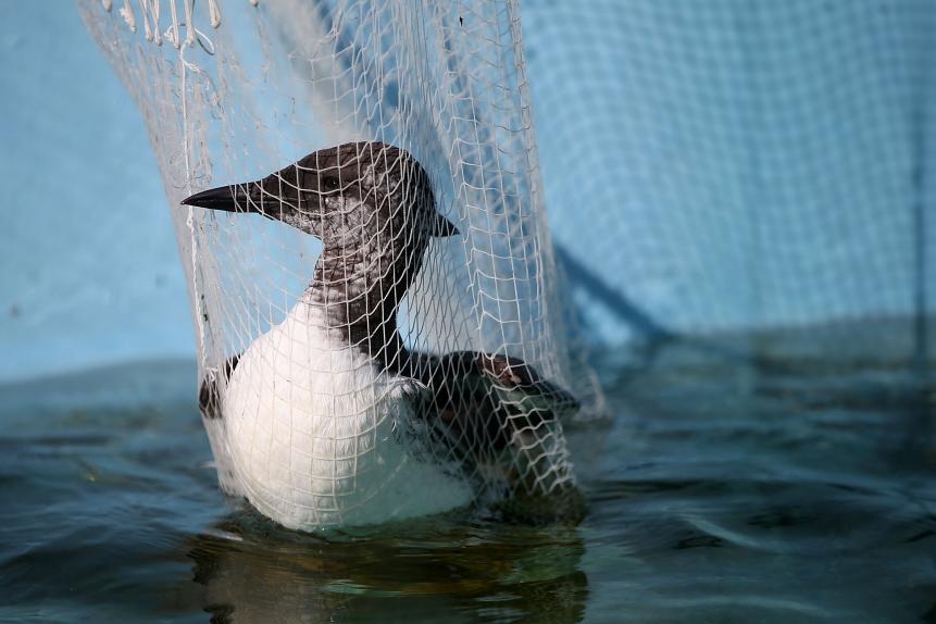 FAIRFIELD, CA - SEPTEMBER 04:  A rescued murre sits in a net before it is given medication at the International Bird Rescue on September 4, 2015 in Fairfield, California. The International Bird Rescue is seeing a surge in malnourished murres that are being found on beaches and brought to the International Bird Rescue for treatment and rehabilitation. It is speculated that  There is no really firm evidence as to why the birds are becoming malnourished but it is speculated that warmer Pacific Ocean waters are driving prey further away from normal feeding ares. There are currently 45 murres at the Bird Rescue in Fairfield.  (Photo by Justin Sullivan/Getty Images)