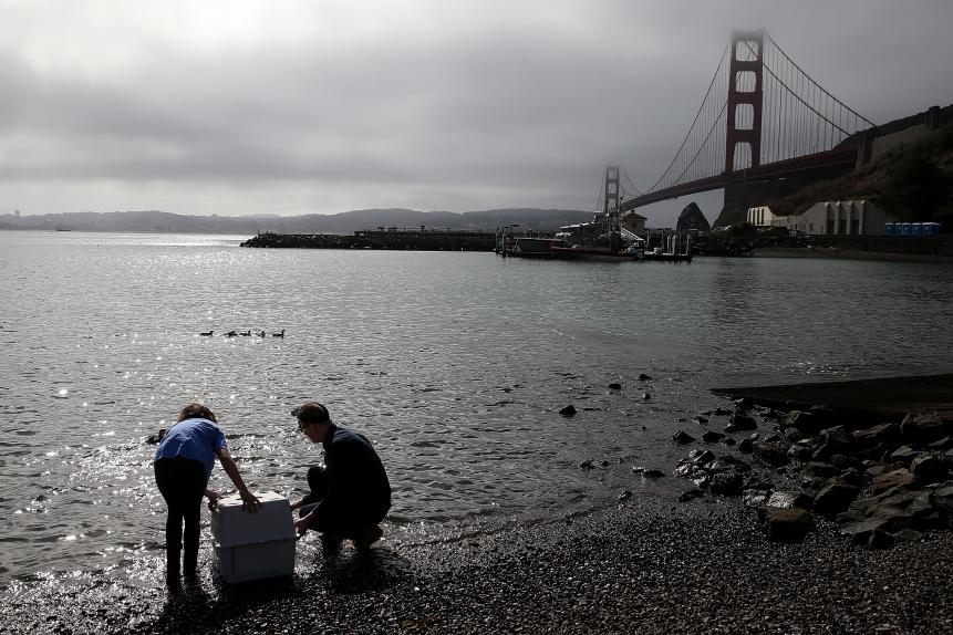 SAUSALITO, CA - OCTOBER 23:  Russ Curtis of the International Bird Rescue Center (R) and his daughter Elizabeth Russell release rehabilitated Common Murres into the San Francisco Bay on October 23, 2015 in Sausalito, California.  The International Bird Rescue Center released nearly a dozen rehabilitated Common Murres back into the wild after experiencing a surge in malnourished Murres that were being found on beaches and brought to the International Bird Rescue for treatment and rehabilitation. There is no really firm evidence as to why the birds are becoming malnourished but it is speculated that warmer Pacific Ocean waters are driving prey further away from normal feeding ares.  (Photo by Justin Sullivan/Getty Images)