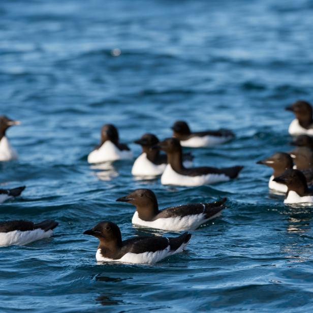 SVALBARD AND JAN MAYEN ISLANDS - 2015/07/19: A Thick-billed murres or BrÃ¼nnich's guillemot (Uria lomvia) are swimming bellow the Alkefjellet bird cliff at LomfjordhalvÃ¸ya in Ny-Friesland at Spitsbergen, Svalbard, Norway. (Photo by Wolfgang Kaehler/LightRocket via Getty Images)
