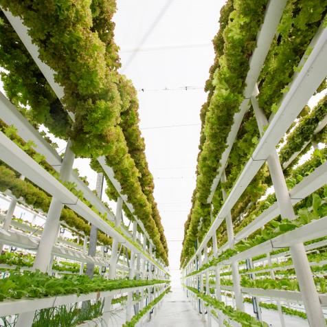 Lettuce farming in a modern hydroponic vertical farm which uses only 1% of water a normal soil based farm would require.