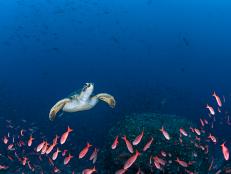 What is it about islands that makes scientists weak in the knees?