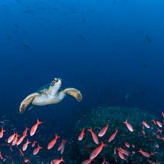 Sea turtle swimming through a school of fish over the coral reef at Darwin Island.
