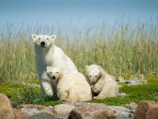 Here's what we can we do on International Polar Bear Day to honor and protect the species.