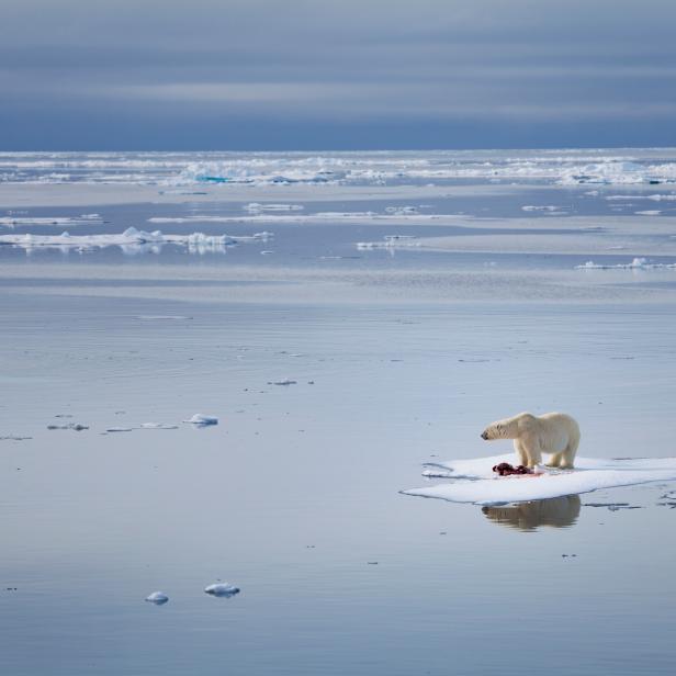 The future is looking more and more bleak for the wildlife of the Arctic, especially the polar bears. These bears rely on the sea ice to hunt their favorite prey, seals, and this large male bear seen here, seems to be looking across the Arctic in disbelief as his world disappears beneath him.