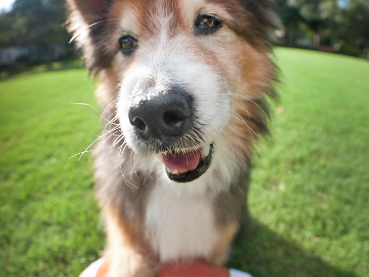 Super Bowl: Chiefs Derrick Nnadi Paid 100 Dog Adoption Fees After Win