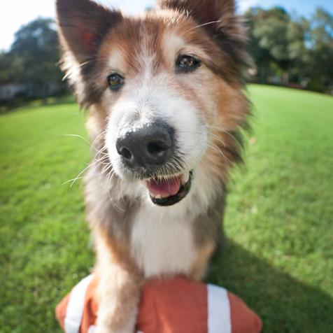 A Shetland Sheepdog mixed breed dog puts its paw on a football while sitting outdoors.