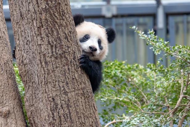 Celebrate National Giant Panda Day on March 16th