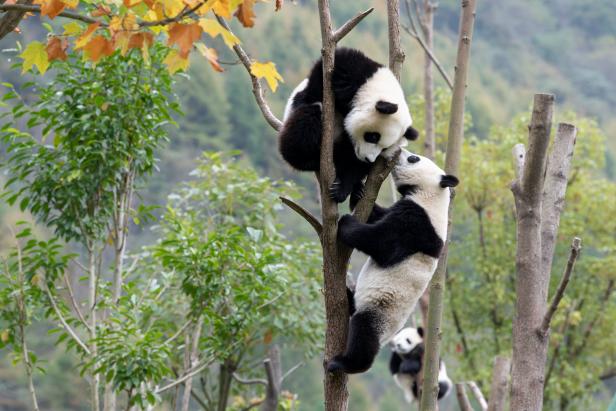 National Panda Day - American Humane - American Humane