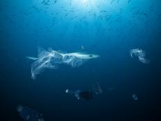 Underwater concept of global problem with plastic rubbish floating in the oceans. Shark in caption of plastic bag