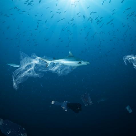 Underwater concept of global problem with plastic rubbish floating in the oceans. Shark in caption of plastic bag