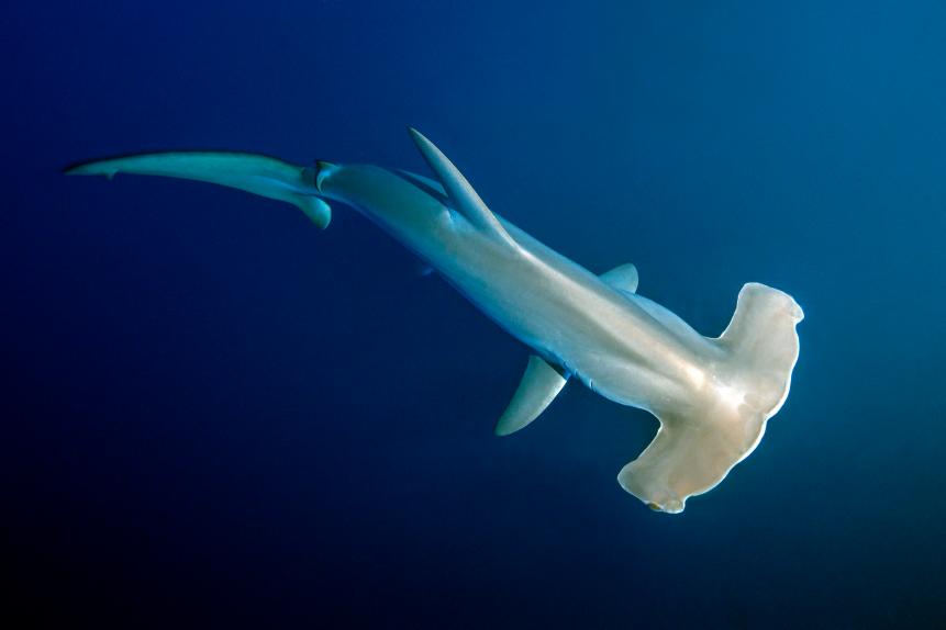 SCALLOPED HAMMERHEAD SHARK, Sphyrna lewini, Sphyrnidae, Red Sea, Egypt