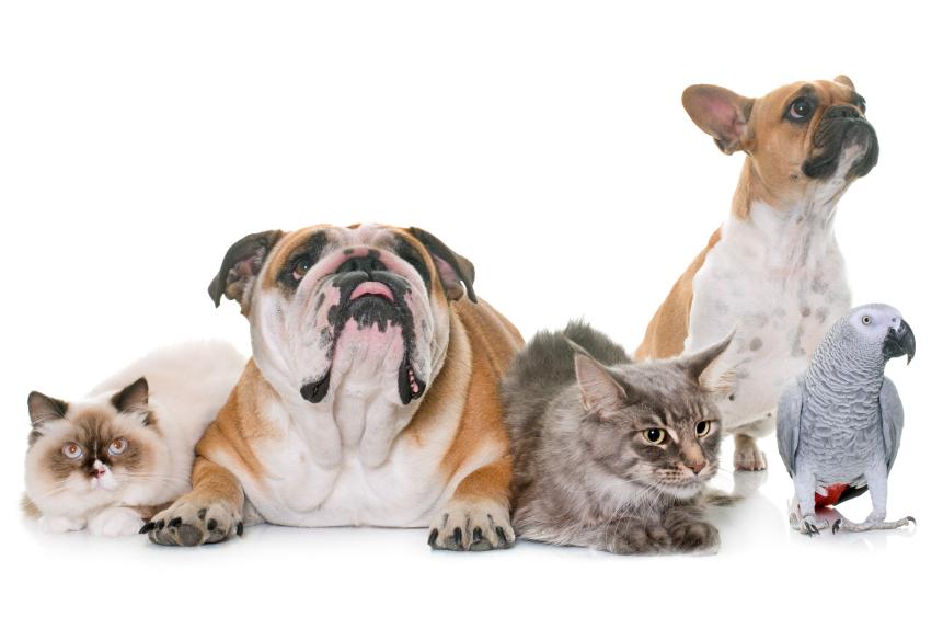 two bulldogs, cats and parrot in front of white background
