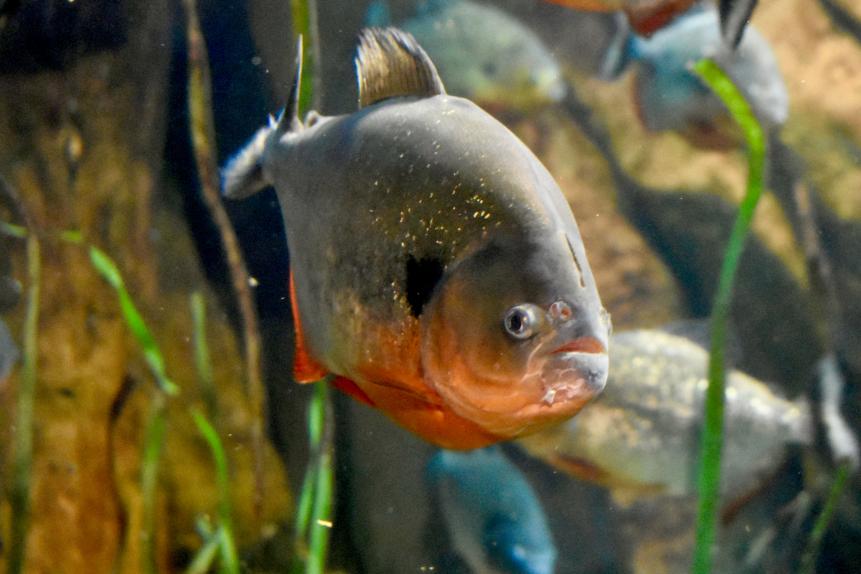 Red Bellied Piranha in an aquarium