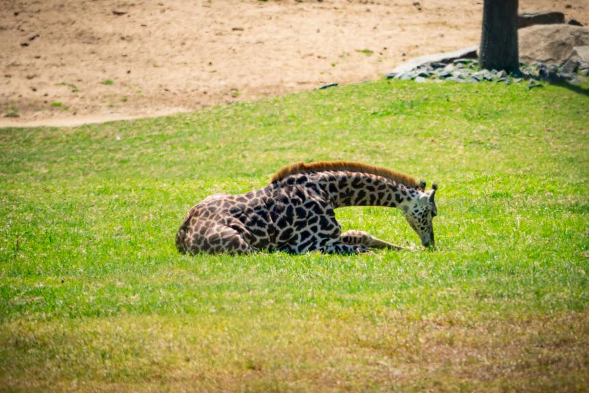 Young Giraffe in Field in outdoor enclosure in San Diego, California.