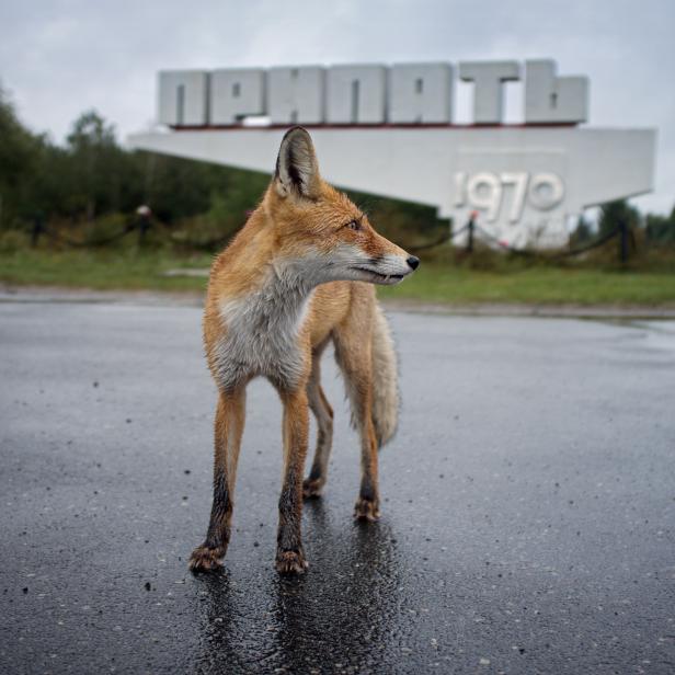 Ghost town of Pripyat, near the Chernobyl nuclear reactor.
