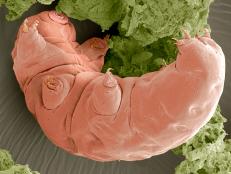 Learn about tardigrades at Discovery.com